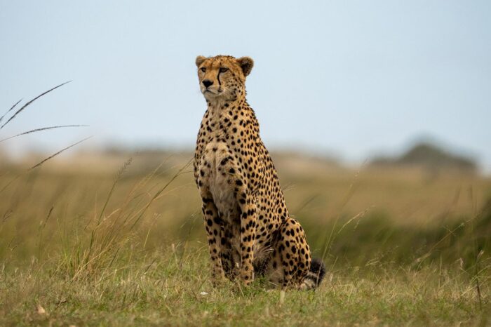 Cheetah looking patiently in maasai mara