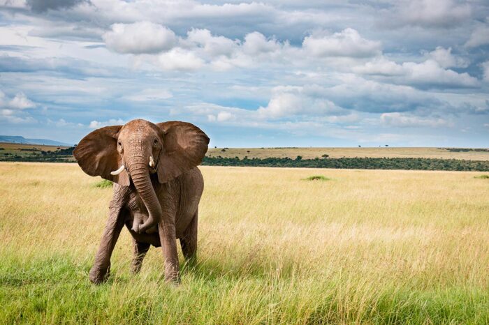 an elephant in maasai mara - timallys adventures