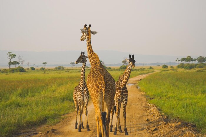 Giraffes in Masai Mara - timallys adventures