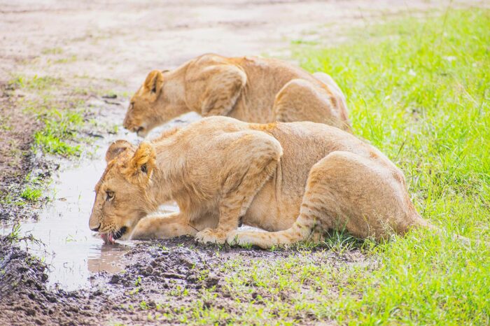 Lions in Maasai Mara - timallys adventures