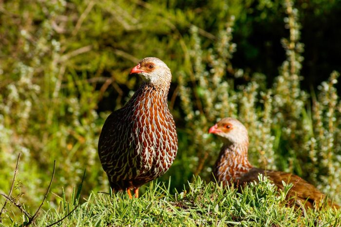 Aberdares National Park - Timallys Adventures