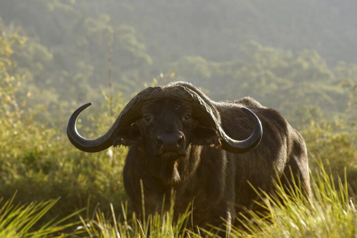 Aberdares National Park - Timallys Adventures