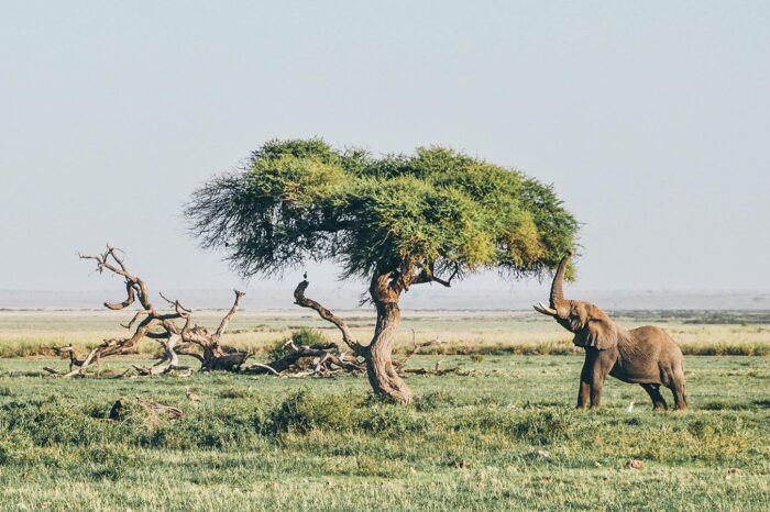 Amboseli Elephant