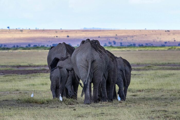 a family of elephants in amboseli national park - timallys adventures
