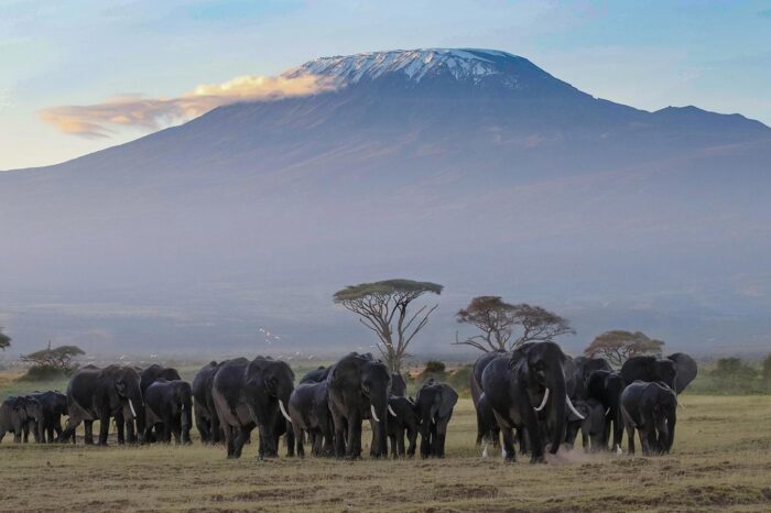 elephants on the backdrop of the panoramic views of mount kilimanjaro