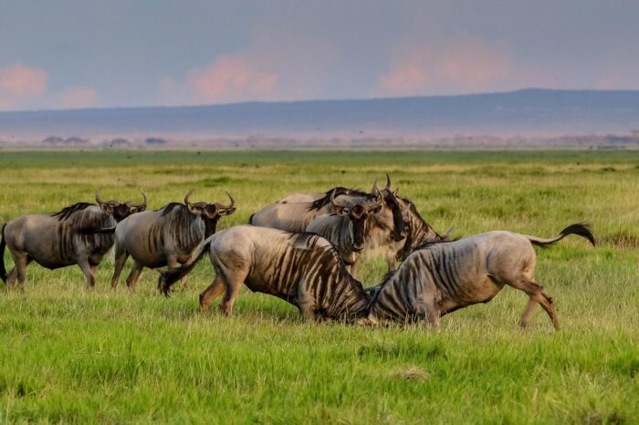 wildebeests in amboseli national park - timally's adventures