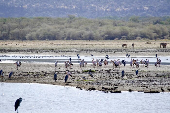 Flamingos at Lake Manyara National Park - Timallys Adventures