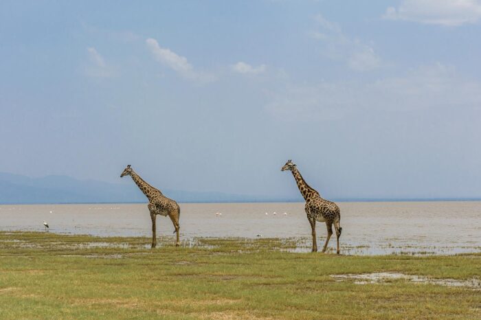Giraffes at Lake Manyara National Park - Timallys Adventures