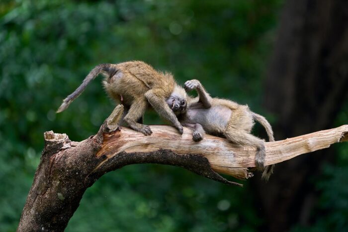 Primates at Lake Manyara National Park - Timallys Adventures