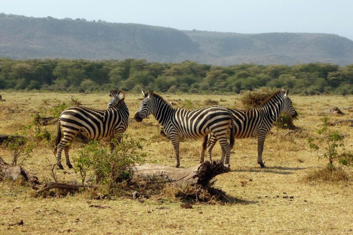 Zebras at Lake Manyara National Park - Timallys Adventures