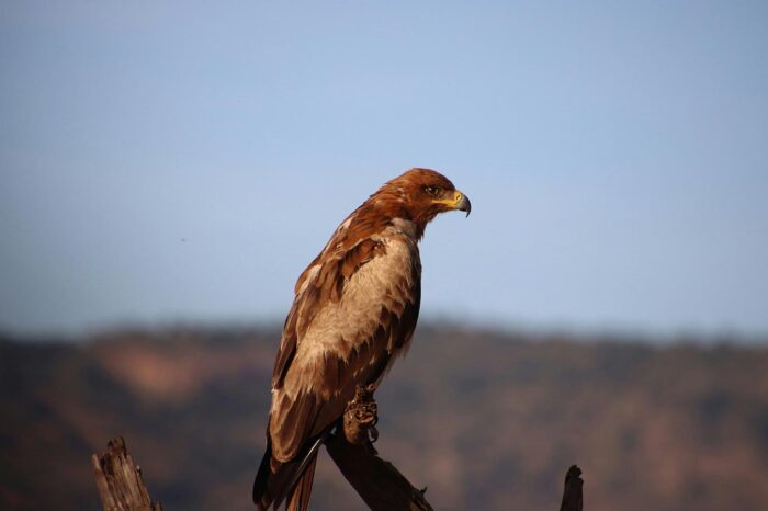 Birding at Meru National Park