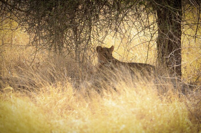 Lion hiding in Meru National Park