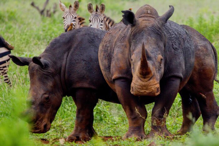 Rhino Sanctuary in Meru National Park - Timallys Adventures