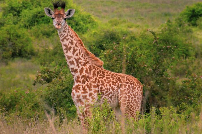 Giraffes at Nairobi National Park - Timallys Adventures