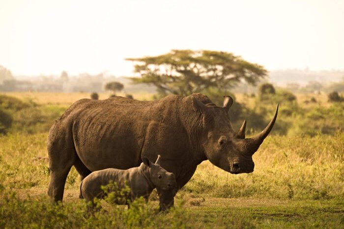Rhinos at Nairobi National Park - Timallys Adventures