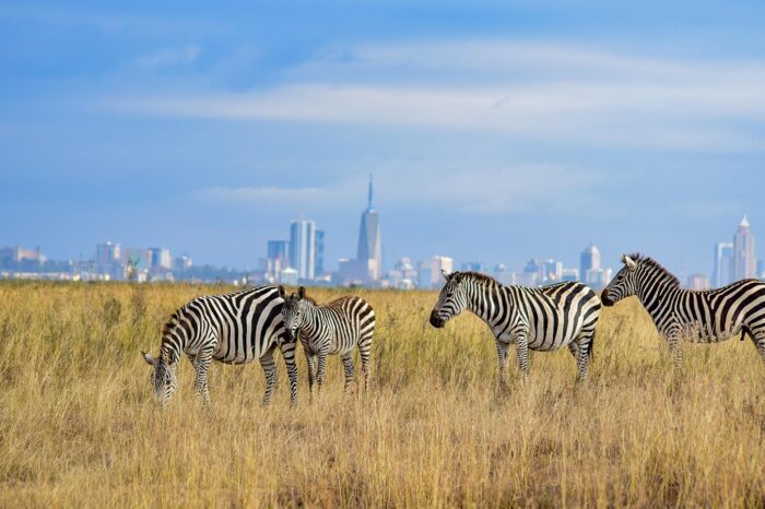 Zebras at Nairobi National Park - Timallys Adventures