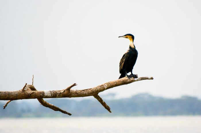 Lake Naivasha - Timallys Adventures