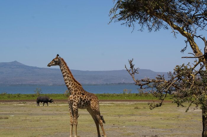 Lake Naivasha - Timallys Adventures