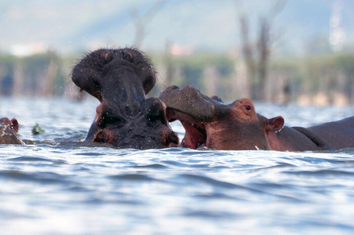 Lake Naivasha - Timallys Adventures