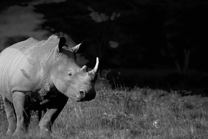 Lake Nakuru National Park - Timallys Adventures