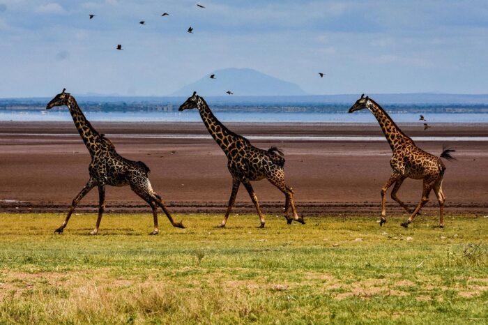 Ngorongoro Crater - Timallys Adventures