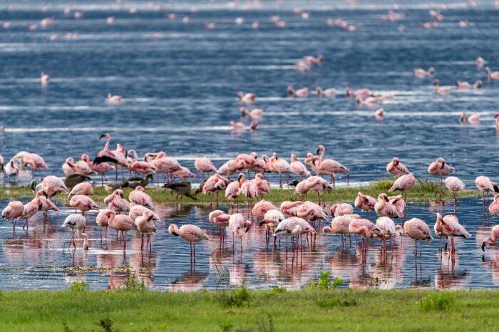 Ngorongoro Crater - Timallys Adventures