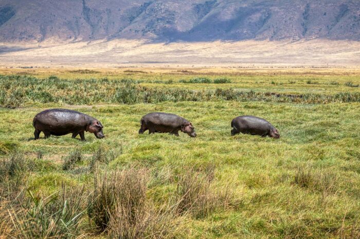 Ngorongoro Crater - Timallys Adventures