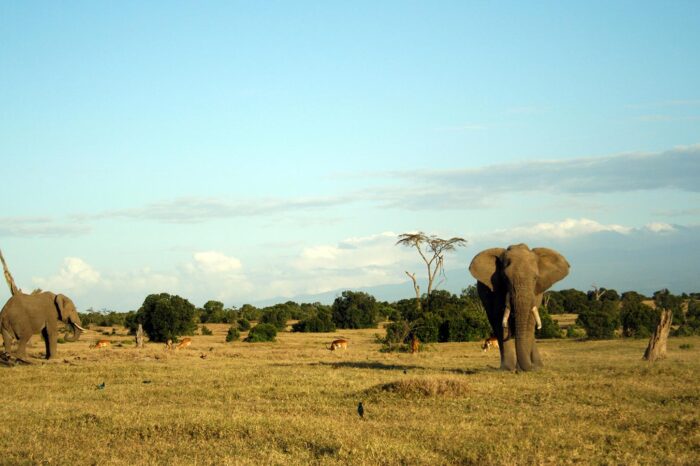 Ol Pejeta Conservancy - Timallys Adventures