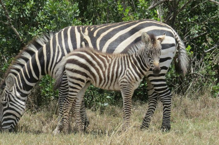 Ol Pejeta Conservancy - Timallys Adventures