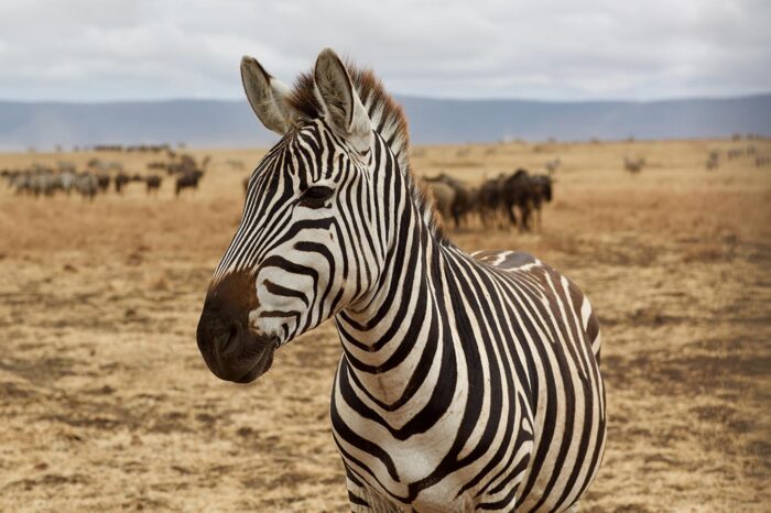 Grevy Zebra at the Samburu National Reserve
