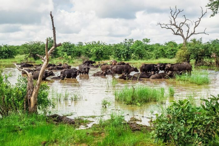 Buffalos at Nyerere (Selous) Park - Timallys Adventures