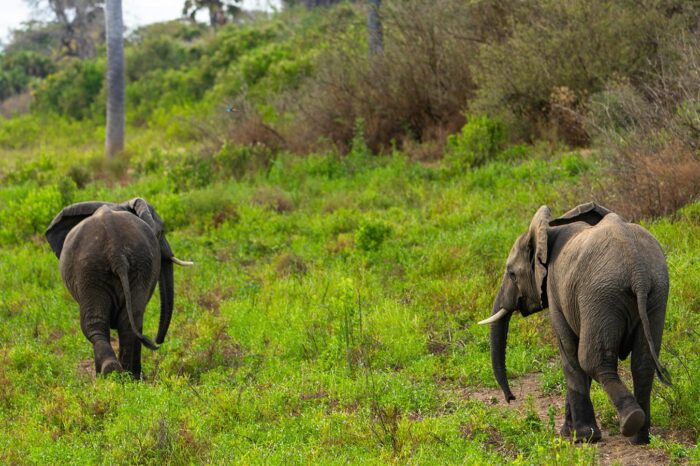 Elephants at Nyerere (Selous) Park - Timallys Adventures