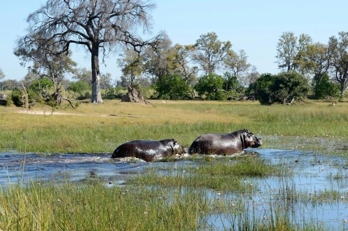 Hippos at Nyerere (Selous) Park - Timallys Adventures