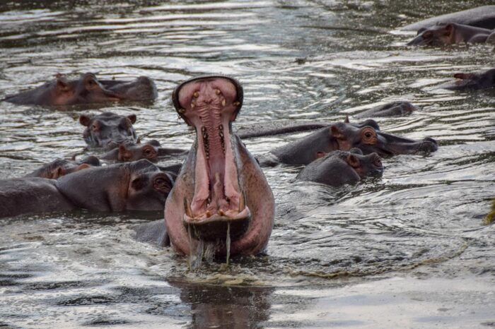 Hippos at Serengeti National Park - Timallys Adventures