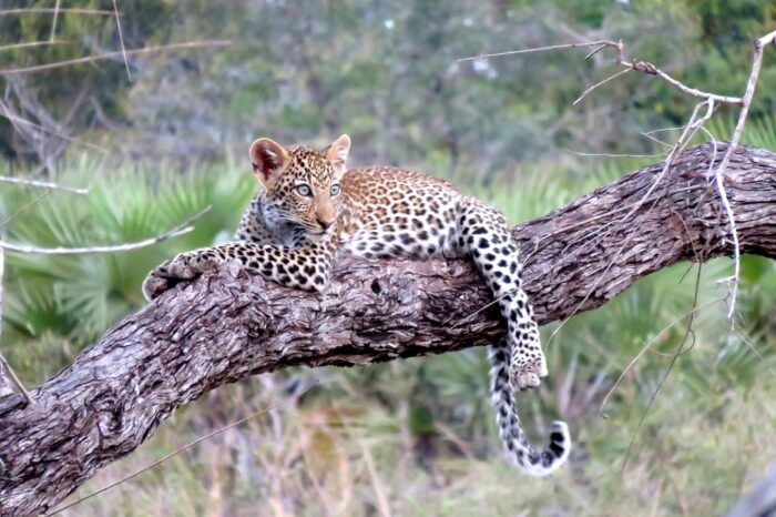 Leopard at Serengeti National Park - Timallys Adventures