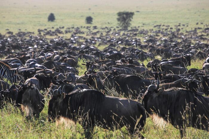 Wildebeests at Serengeti National Park - Timallys Adventures