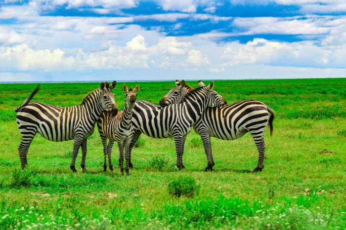Zebras at Serengeti National Park - Timallys Adventures