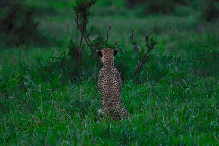 Cheetah at Tarangire National Park - Timallys Adventures