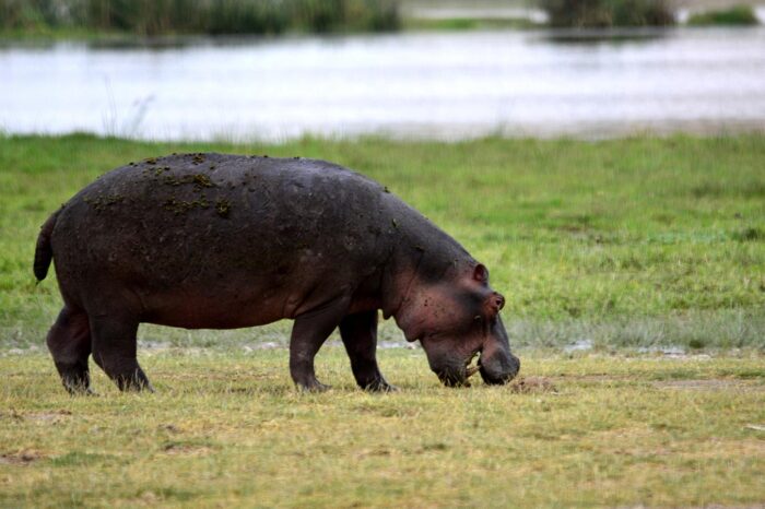 Hippos at Tarangire National Park - Timallys Adventures