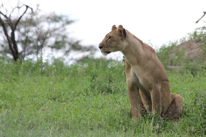 Lions at Tarangire National Park - Timallys Adventures