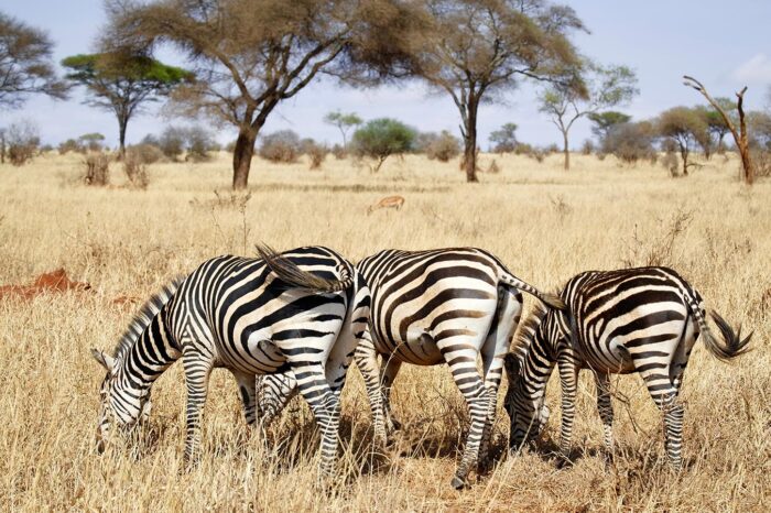 Zebras at Tarangire National Park - Timallys Adventures