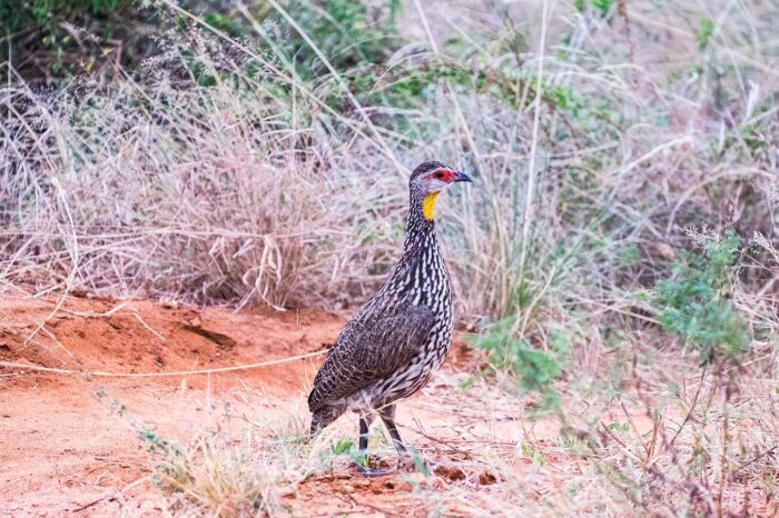 Birding Safaris at Tsavo National Parks - Timallys Adventures
