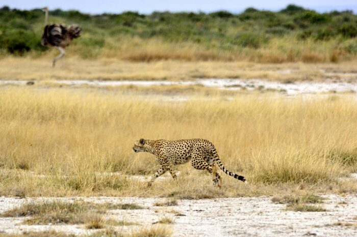 Cheetah and Ostrich at Tsavo National Parks - Timallys Adventures