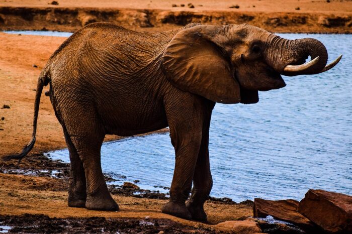Red Elephants at water hole in Tsavo National Parks - Timallys Adventures