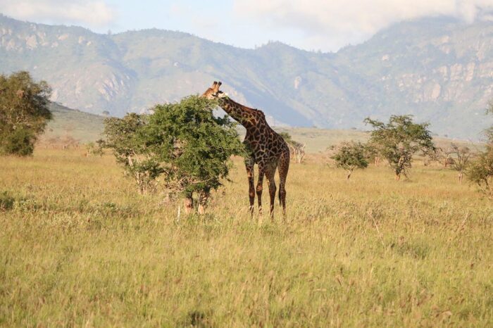 Giraffe in Tsavo National Parks - Timallys Adventures