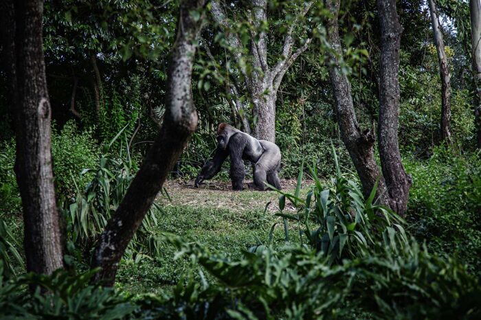 Uganda - Rwanda - Gorilla Trekking Safaris - Timallys Adventures