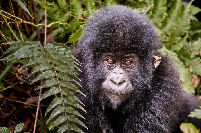Uganda - Rwanda - Gorilla Trekking Safaris - Timallys Adventures