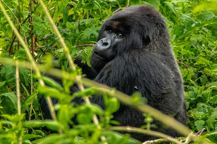 Uganda - Rwanda - Gorilla Trekking Safaris - Timallys Adventures