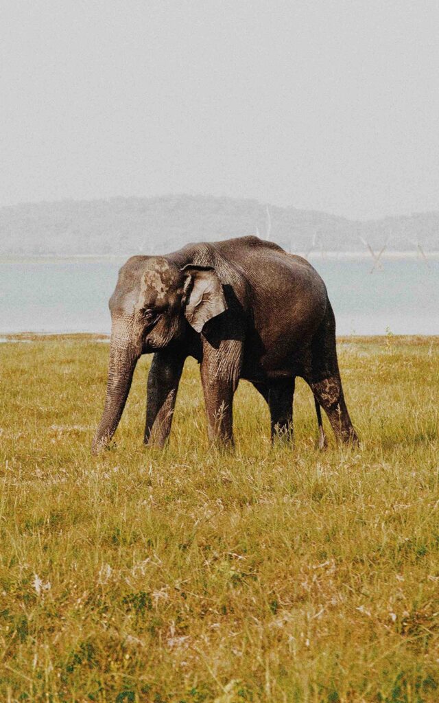Elephant in Maasai Mara - Timallys Adventures