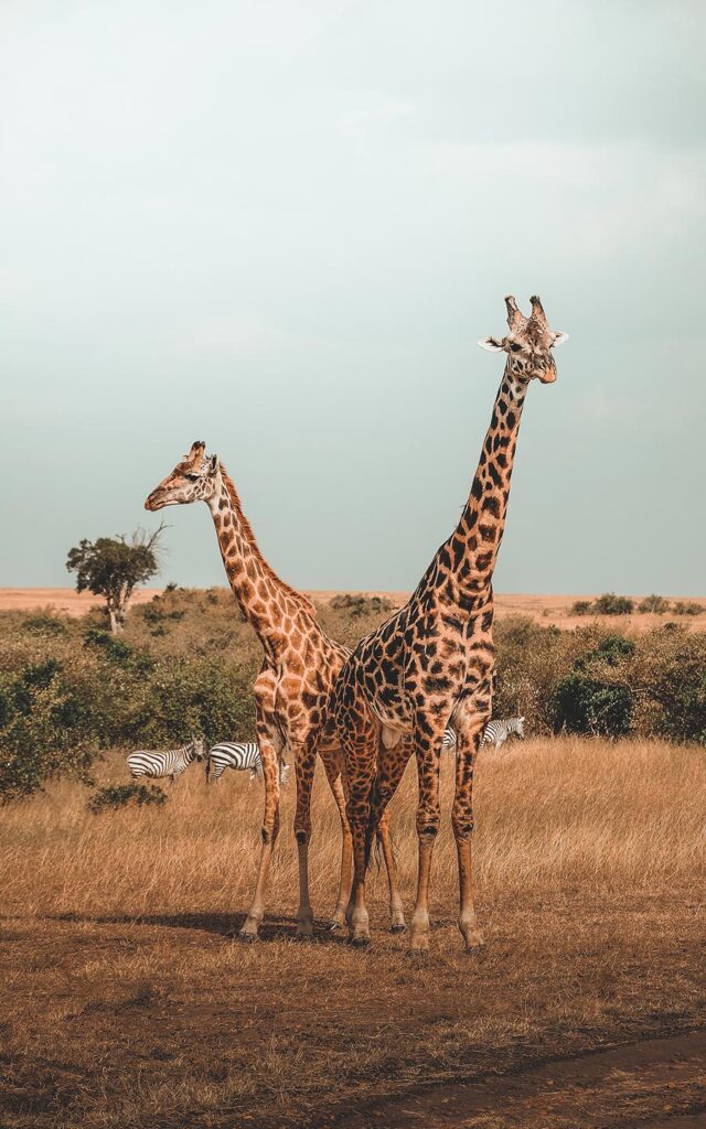Giraffe in Maasai Mara - Timallys Adventures